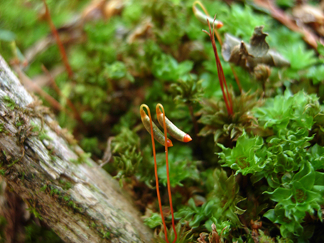Rhodobryum ontariense